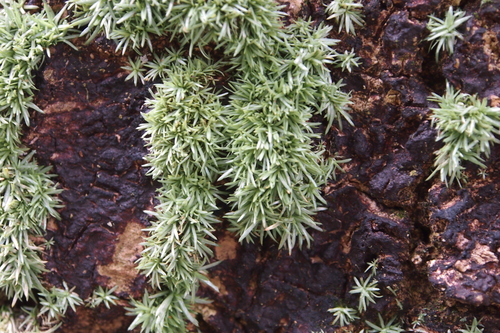 Octoblepharum albidum