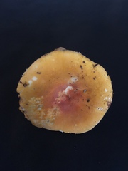 Russula ochroleucoides