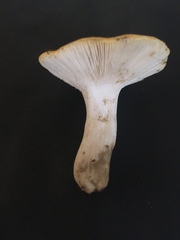 Russula ochroleucoides
