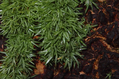 Octoblepharum albidum