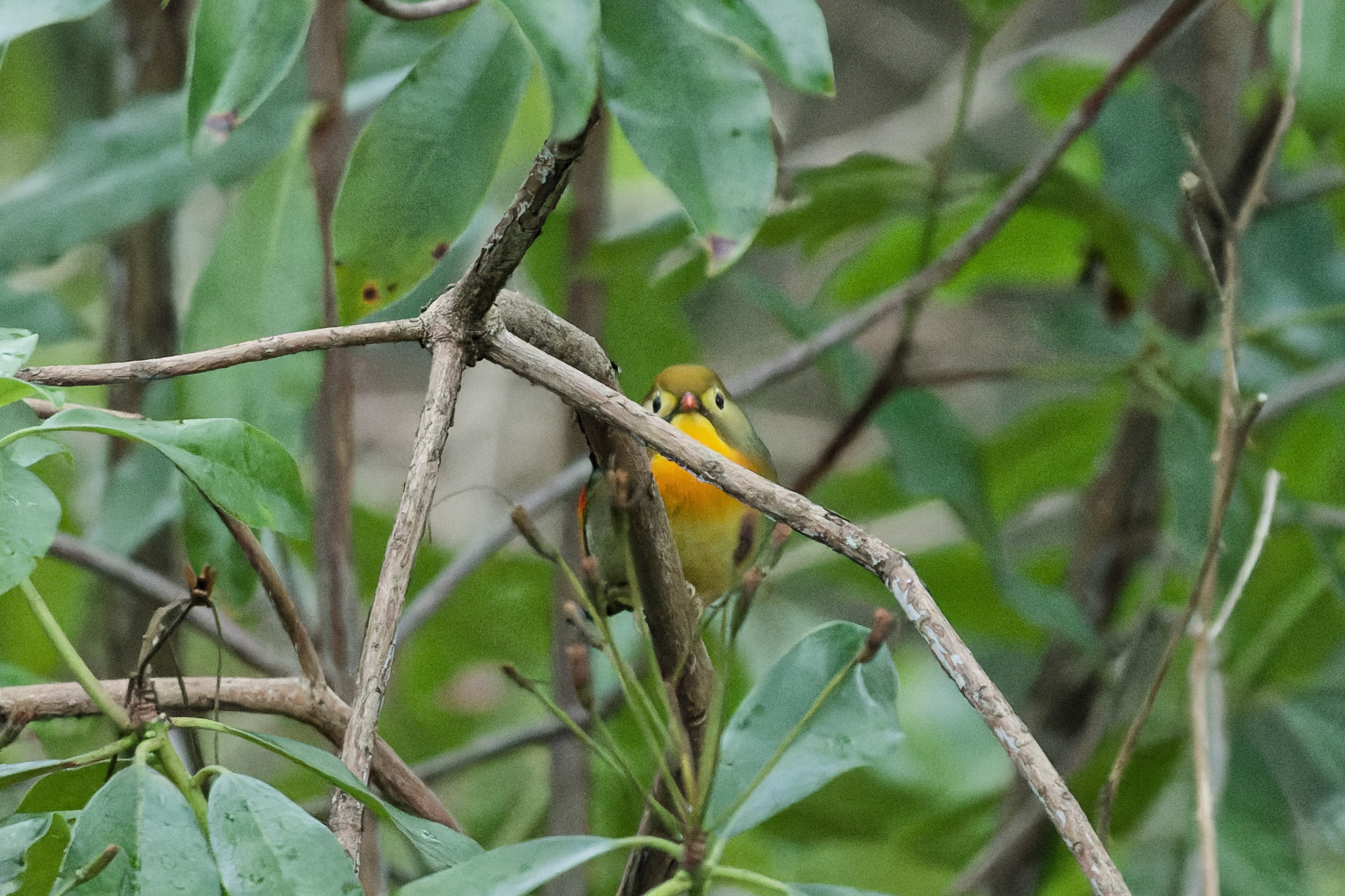 Red-billed Leiothrix (Leiothrix lutea)