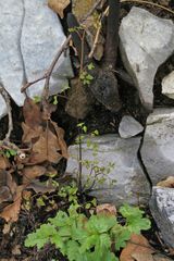 Adiantum shastense