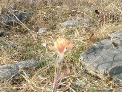 Castilleja coccinea
