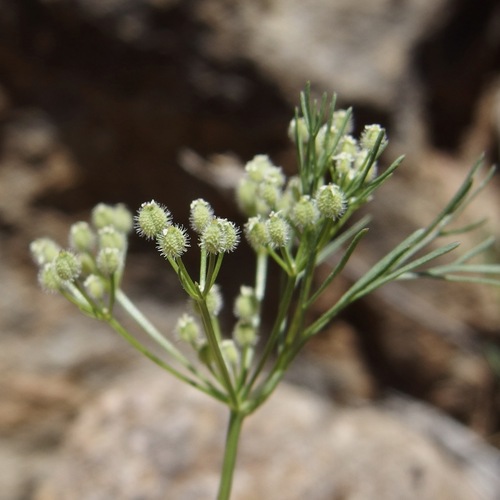 western bristly scaleseed (Spermolepis lateriflora)