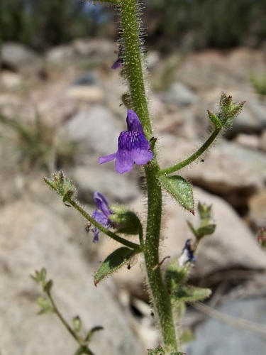 Image of Sairocarpus pusillus by (c) Sue Carnahan, some rights reserved (CC BY)