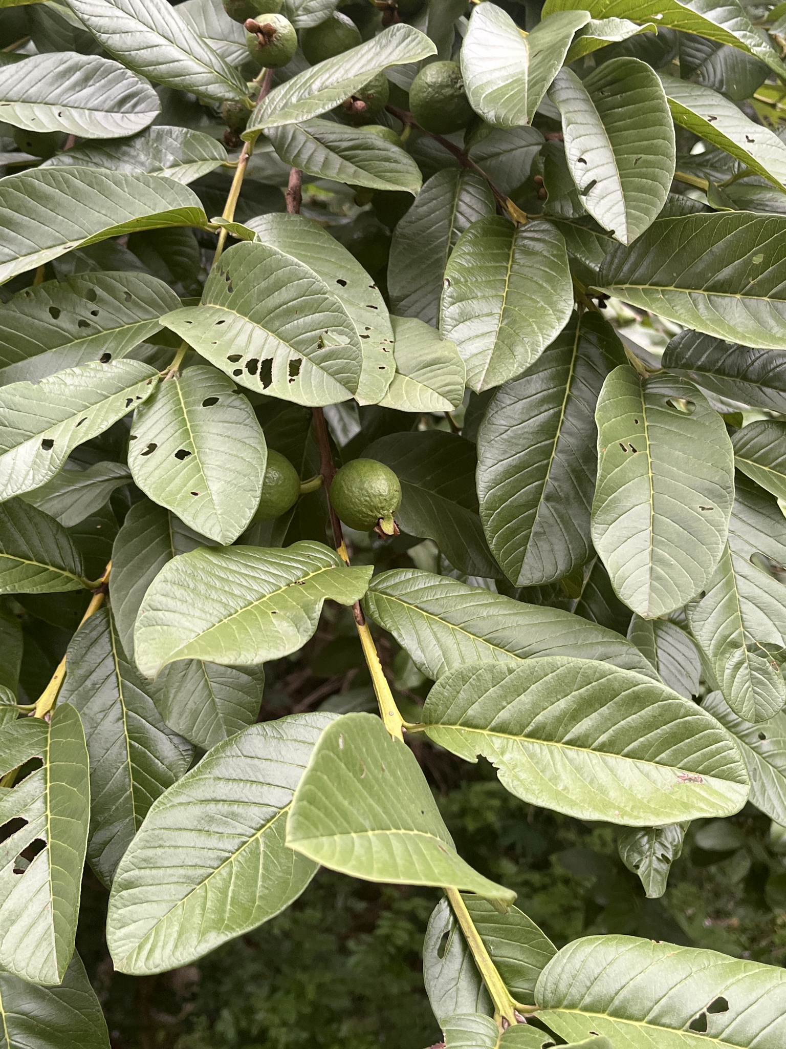 Psidium guajava