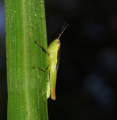 Bermius