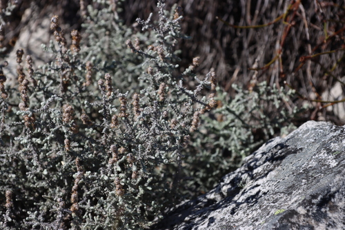 Hawequas Snakebush (Seriphium crypticum)