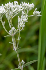 Eupatorium leucolepis