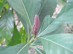 Justicia ventricosa