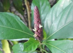 Justicia ventricosa
