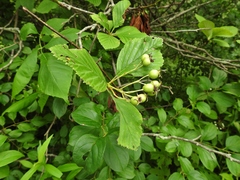 Crataegus succulenta