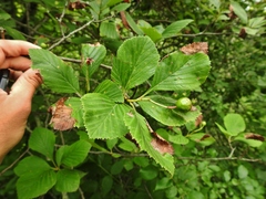 Crataegus succulenta