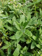 Axyris amaranthoides