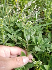 Axyris amaranthoides