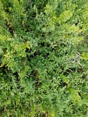 Axyris amaranthoides