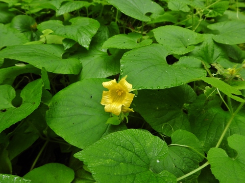Thladiantha dubia iNat (3)