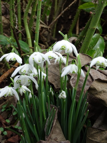 Galanthus nivalis