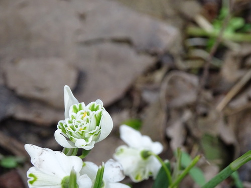 Galanthus nivalis