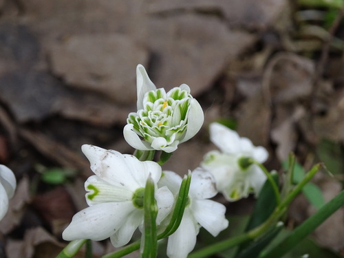 Galanthus nivalis
