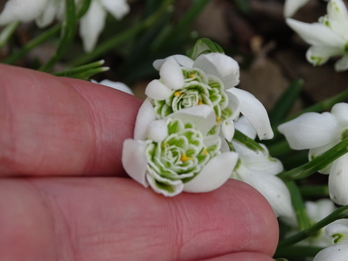 Galanthus nivalis