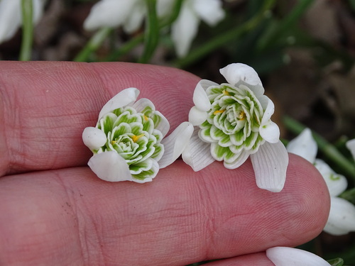 Galanthus nivalis