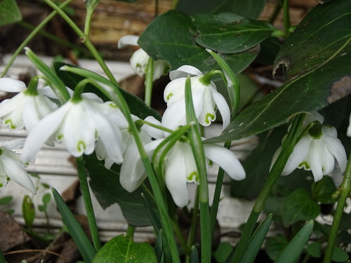 Galanthus nivalis