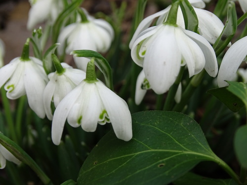 Galanthus nivalis