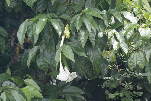 Dolichandrone spathacea, photograph 5