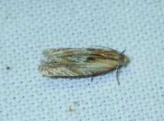 Eucosma cana