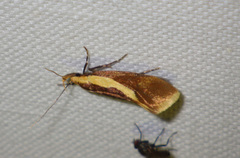 Harpella forficella