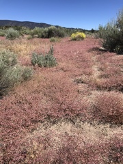 Centrostegia thurberi