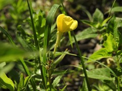 Oenothera oakesiana