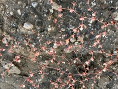 Centrostegia thurberi