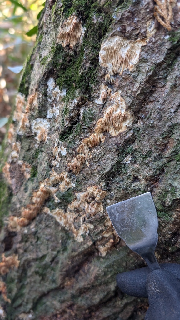 Radulomyces copelandii · December 2024 · photo: © atsushi_nakajima_cirque (iNaturalist, cc-by)