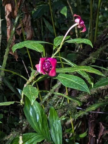 Image of Palicourea elata by (c) Tom and T Herman, some rights reserved (CC BY)