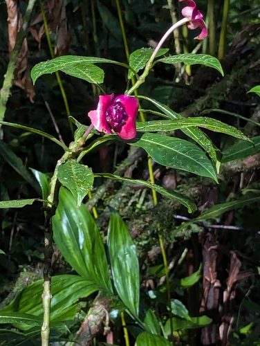Image of Palicourea elata by (c) Tom and T Herman, some rights reserved (CC BY)