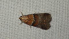 Acrobasis repandana