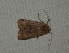 Hoplodrina octogenaria