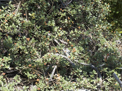 Ceanothus prostratus