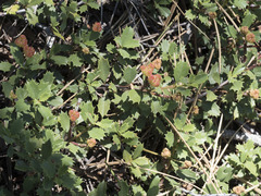 Ceanothus prostratus