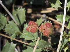 Ceanothus prostratus