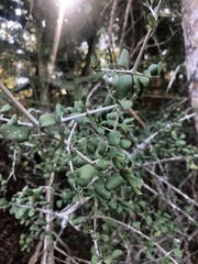 Pyrostria hystrix