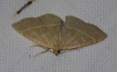 Trisateles emortualis