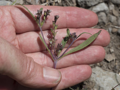 Phacelia racemosa