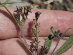 Phacelia racemosa
