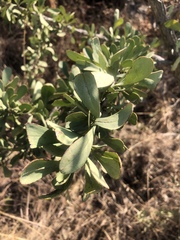 Gymnosporia glaucophylla