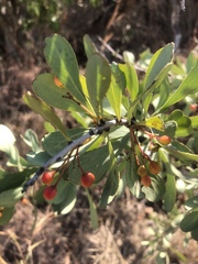 Gymnosporia glaucophylla