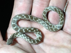 Hypsiglena ochrorhynchus klauberi