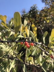 Gymnosporia glaucophylla